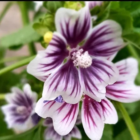 Apartamento De Oude Smederij Voor 2 Personen In 't Veld *