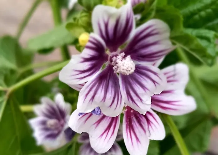 Апартаменты De Oude Smederij Voor 2 Personen In 't Veld *